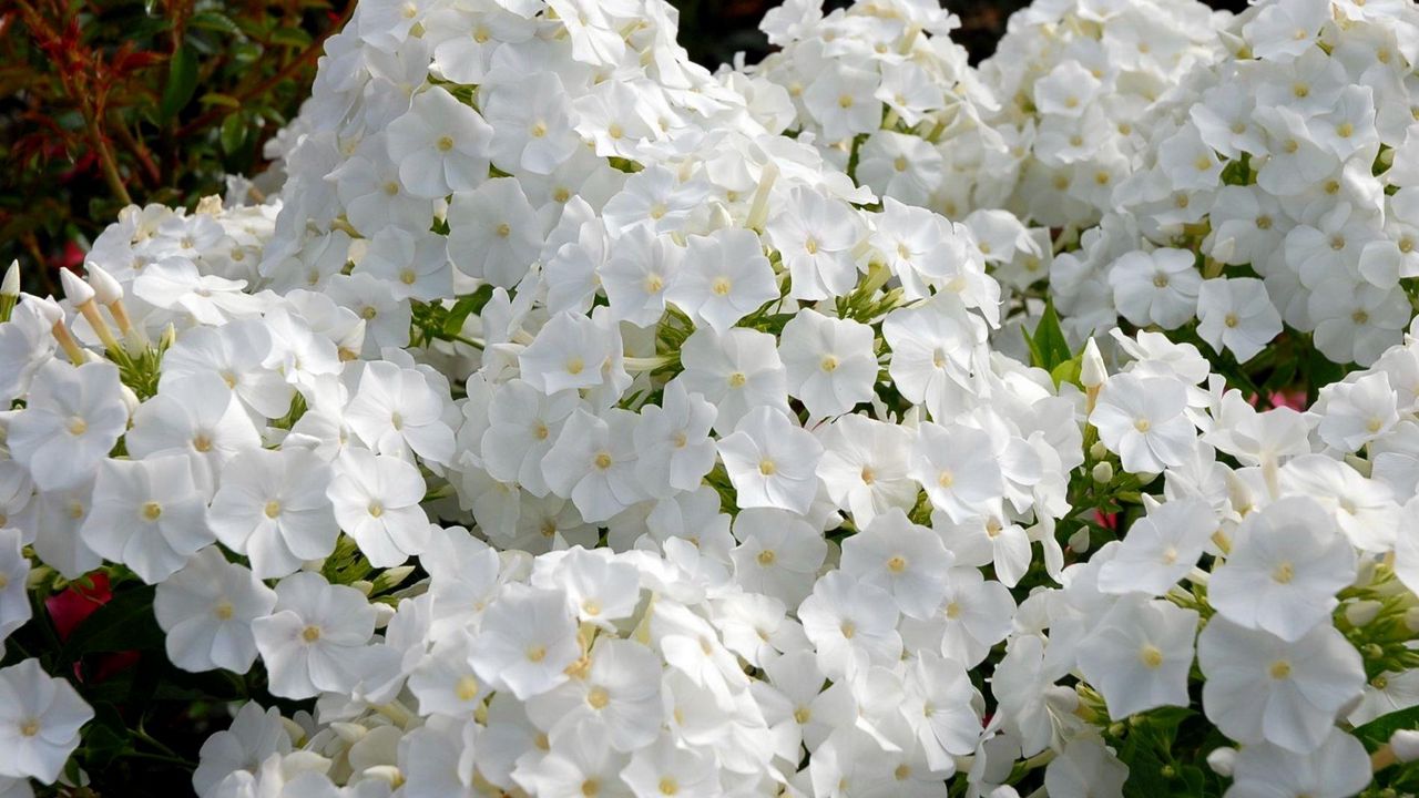 Wallpaper phlox, flowers, white, garden, flowerbed