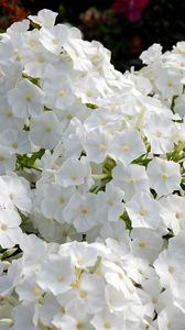 Preview wallpaper phlox, flowers, white, garden, flowerbed