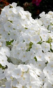 Preview wallpaper phlox, flowers, white, garden, flowerbed