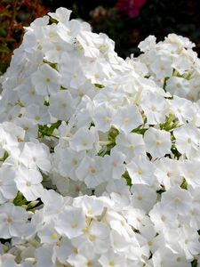 Preview wallpaper phlox, flowers, white, garden, flowerbed