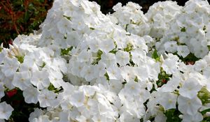 Preview wallpaper phlox, flowers, white, garden, flowerbed