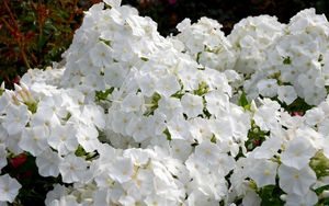 Preview wallpaper phlox, flowers, white, garden, flowerbed