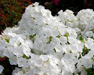 Preview wallpaper phlox, flowers, white, garden, flowerbed