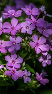 Preview wallpaper phlox, petals, flowers, plant, purple