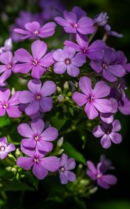 Preview wallpaper phlox, petals, flowers, plant, purple
