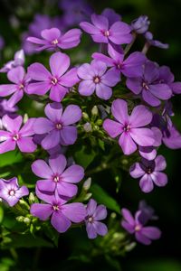 Preview wallpaper phlox, petals, flowers, plant, purple