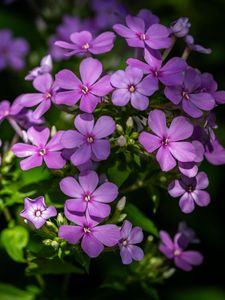Preview wallpaper phlox, petals, flowers, plant, purple