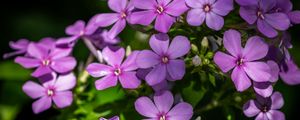 Preview wallpaper phlox, petals, flowers, plant, purple