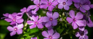Preview wallpaper phlox, petals, flowers, plant, purple