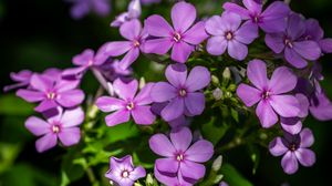 Preview wallpaper phlox, petals, flowers, plant, purple
