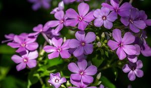 Preview wallpaper phlox, petals, flowers, plant, purple