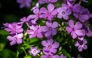 Preview wallpaper phlox, petals, flowers, plant, purple