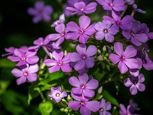 Preview wallpaper phlox, petals, flowers, plant, purple