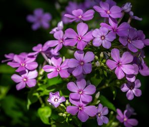 Preview wallpaper phlox, petals, flowers, plant, purple