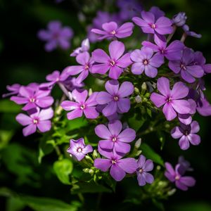 Preview wallpaper phlox, petals, flowers, plant, purple