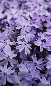 Preview wallpaper phlox, petals, flowers, purple