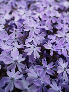 Preview wallpaper phlox, petals, flowers, purple