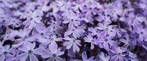 Preview wallpaper phlox, petals, flowers, purple