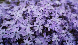 Preview wallpaper phlox, petals, flowers, purple