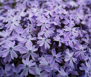 Preview wallpaper phlox, petals, flowers, purple