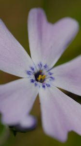 Preview wallpaper phlox subulata, phlox, flower, petals, macro, purple, green