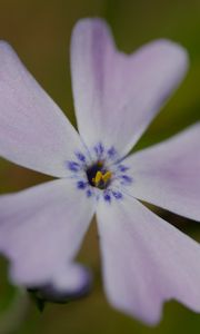 Preview wallpaper phlox subulata, phlox, flower, petals, macro, purple, green
