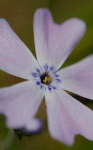 Preview wallpaper phlox subulata, phlox, flower, petals, macro, purple, green
