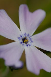 Preview wallpaper phlox subulata, phlox, flower, petals, macro, purple, green