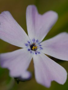 Preview wallpaper phlox subulata, phlox, flower, petals, macro, purple, green