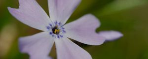 Preview wallpaper phlox subulata, phlox, flower, petals, macro, purple, green
