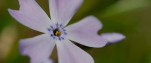Preview wallpaper phlox subulata, phlox, flower, petals, macro, purple, green