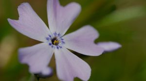 Preview wallpaper phlox subulata, phlox, flower, petals, macro, purple, green