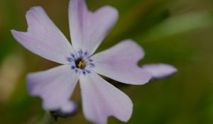 Preview wallpaper phlox subulata, phlox, flower, petals, macro, purple, green