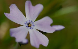 Preview wallpaper phlox subulata, phlox, flower, petals, macro, purple, green