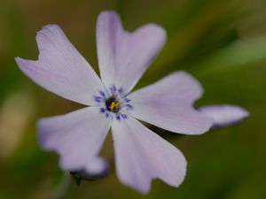 Preview wallpaper phlox subulata, phlox, flower, petals, macro, purple, green