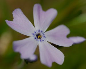 Preview wallpaper phlox subulata, phlox, flower, petals, macro, purple, green