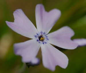 Preview wallpaper phlox subulata, phlox, flower, petals, macro, purple, green