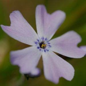 Preview wallpaper phlox subulata, phlox, flower, petals, macro, purple, green