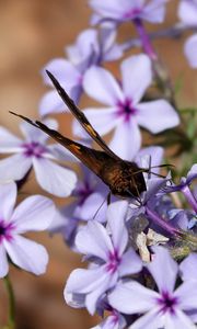 Preview wallpaper phloxes, flowers, butterfly, petals, purple, macro