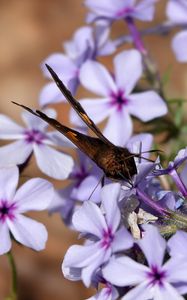 Preview wallpaper phloxes, flowers, butterfly, petals, purple, macro