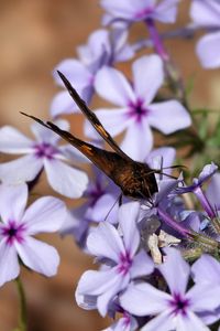 Preview wallpaper phloxes, flowers, butterfly, petals, purple, macro