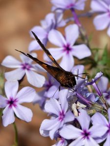 Preview wallpaper phloxes, flowers, butterfly, petals, purple, macro