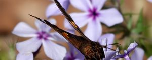 Preview wallpaper phloxes, flowers, butterfly, petals, purple, macro