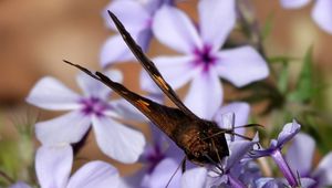 Preview wallpaper phloxes, flowers, butterfly, petals, purple, macro