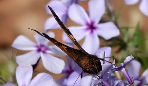 Preview wallpaper phloxes, flowers, butterfly, petals, purple, macro