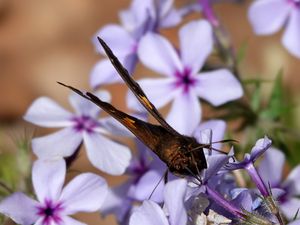 Preview wallpaper phloxes, flowers, butterfly, petals, purple, macro