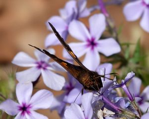 Preview wallpaper phloxes, flowers, butterfly, petals, purple, macro