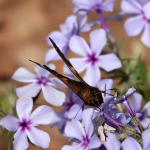 Preview wallpaper phloxes, flowers, butterfly, petals, purple, macro