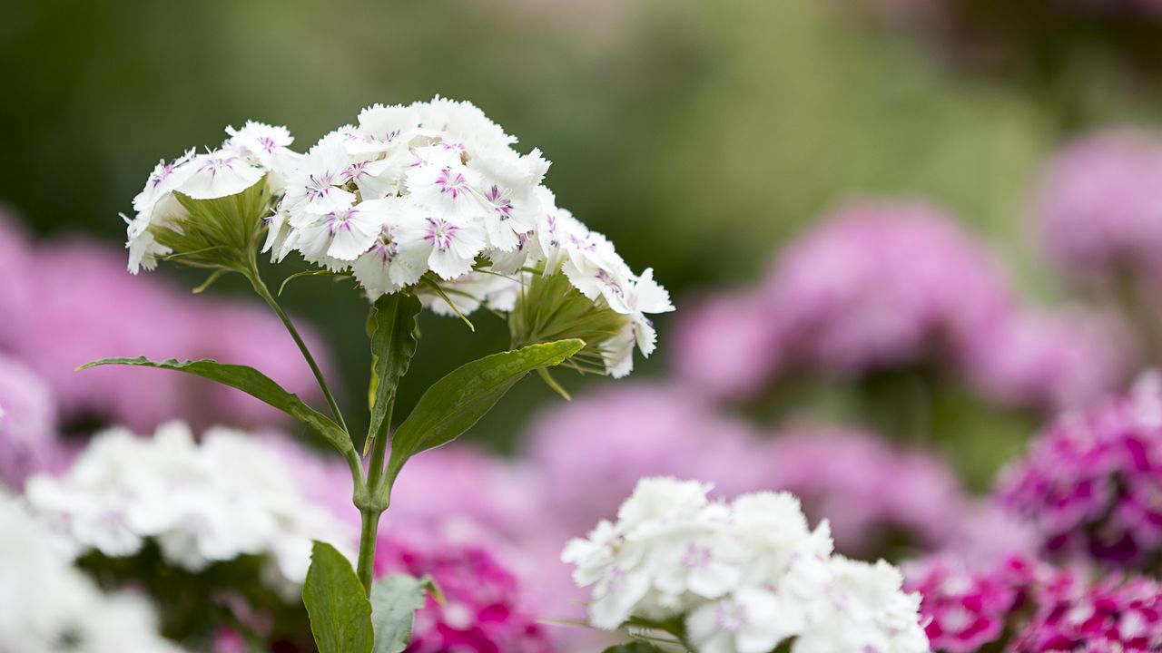 Wallpaper phloxes, flowers, petals, leaves, macro