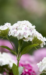 Preview wallpaper phloxes, flowers, petals, leaves, macro